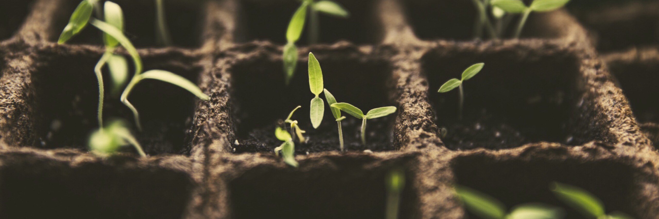 Planting plants in the soil