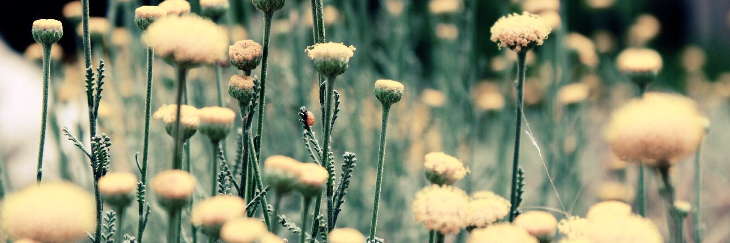 Some flowers